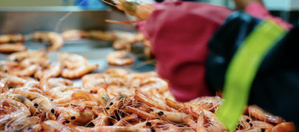 Worker cleaning the prawns