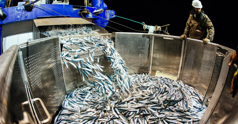 Processed Australian sardines