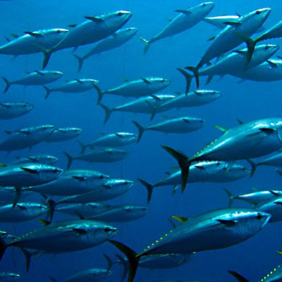 Wagyu of the sea: Australian Bluefin Tuna