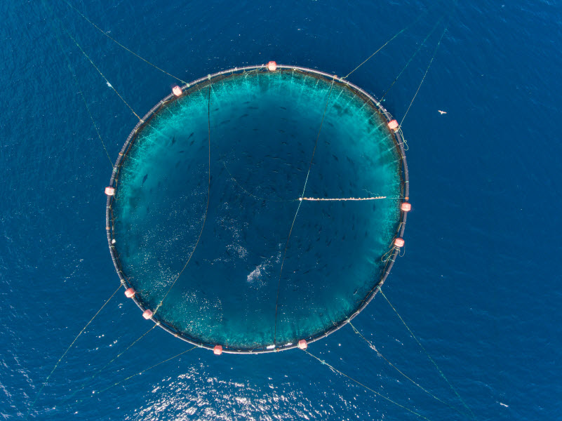 Drone photo of an open sea fish farm