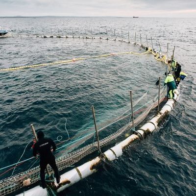 The Dinko difference: sustainable Australian Bluefin Tuna