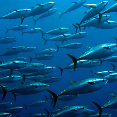 Choose sustainable Southern Bluefin Tuna with Dinko Seafoods