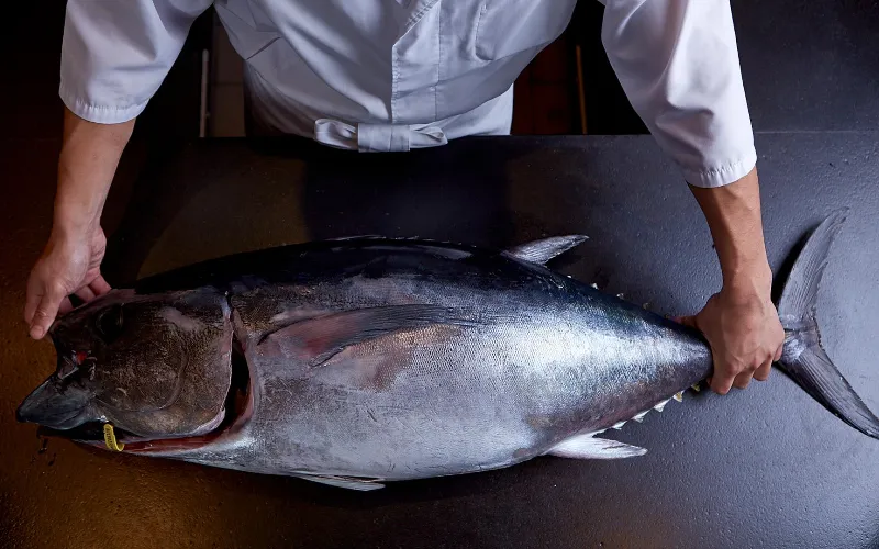 Dinko Tuna - Buying Wholesale Bluefin Tuna in Australia Big Bluefin Tuna