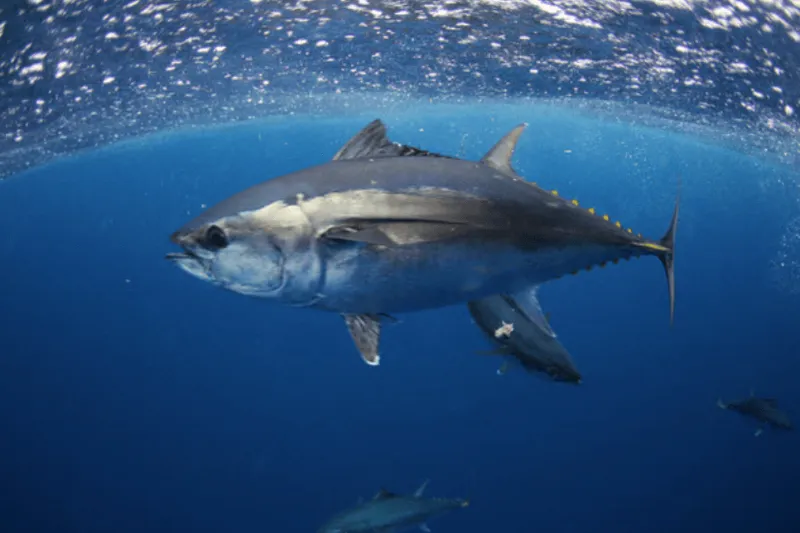 Dinko Tuna - Why MSC certification matters for Southern Big tuna caught in the picture