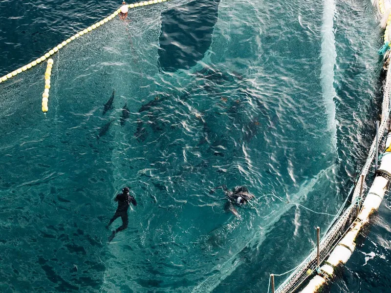 two divers in the ocean