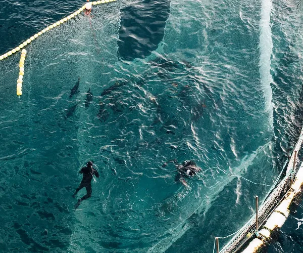 Two divers on a big net with Bluefin Tuna