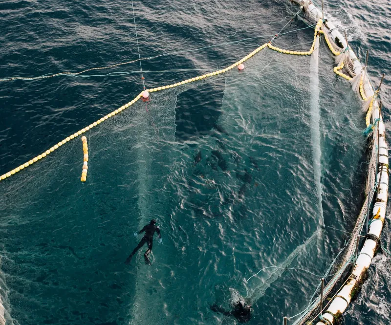 two divers in the ocean